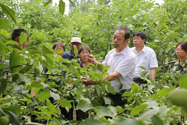 图为李保国在田间为农户解说核桃莳植适用手艺。。。。。。